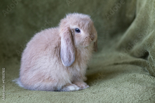 Portrait of a lop rabbit