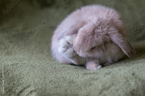 Holland lop cleaning foot