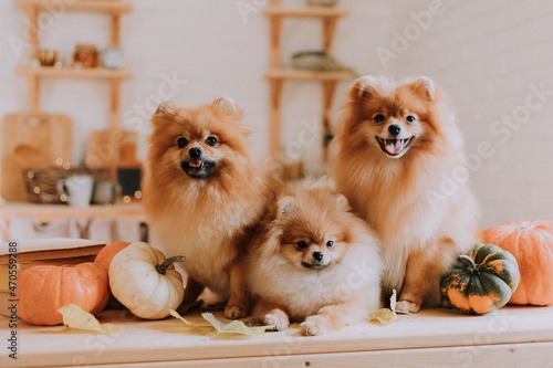 family of three small red furry spitz cute posing lying among pumpkins on a wooden surface. three dogs are sitting in the autumn kitchen. pet products. space for text. High quality photo