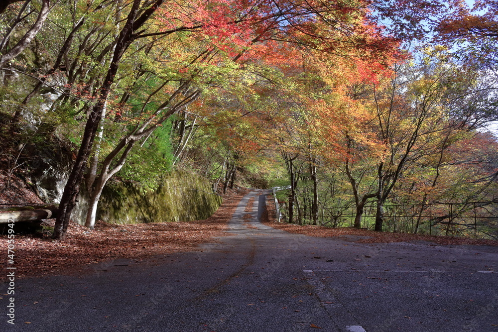 Obraz premium 西熊渓谷 紅葉狩り 彩る (高知県 香美市)