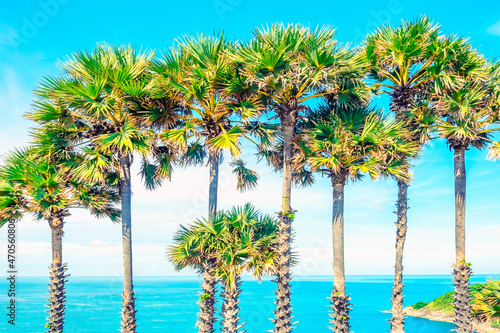 Palm trees on the tropical beach