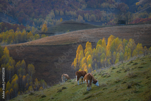 Three cows grazing on a field with a small barn house in the background