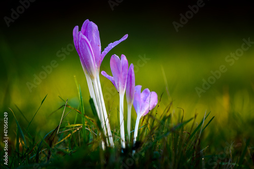 Beautiful crocuses covered with dewdrops