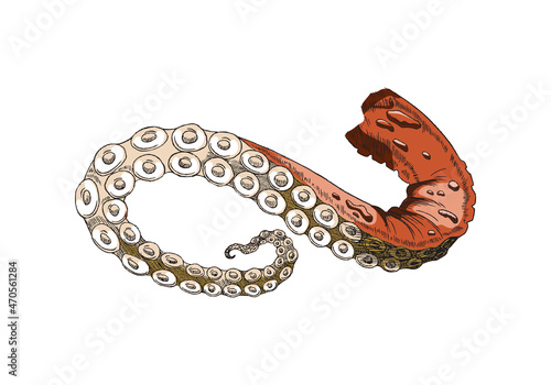 Tentacle of an octopus or cuttlefish. Cut squid sea food, red leg with suckers realistic vector sketch.