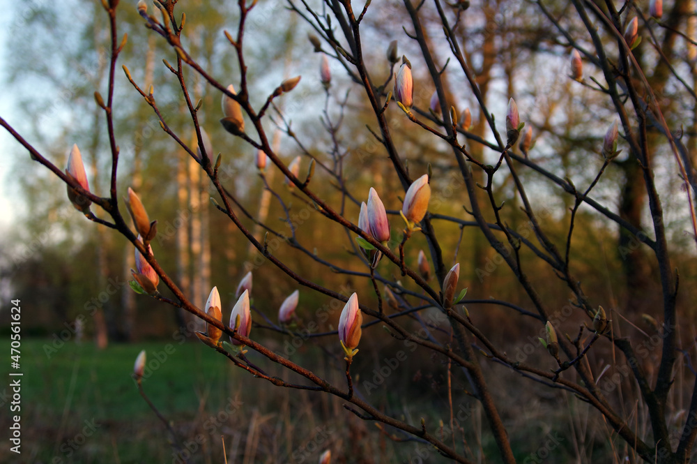 kwitnąca różowa magnolia krzew kwiaty - obrazy, fototapety, plakaty 