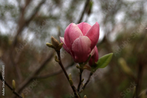 kwitnąca różowa magnolia krzew kwiaty