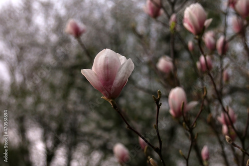 kwitnąca różowa magnolia krzew kwiaty