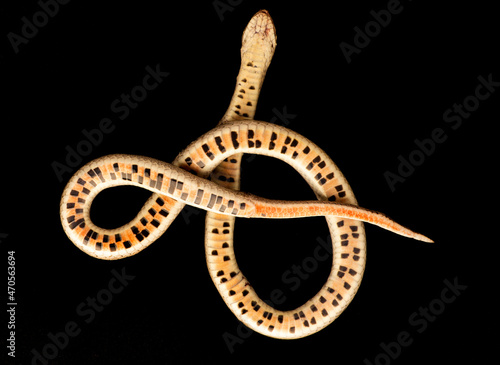 Slika na platnu Kukri Snake close up of juvenile snake with its checked orange and black undersi