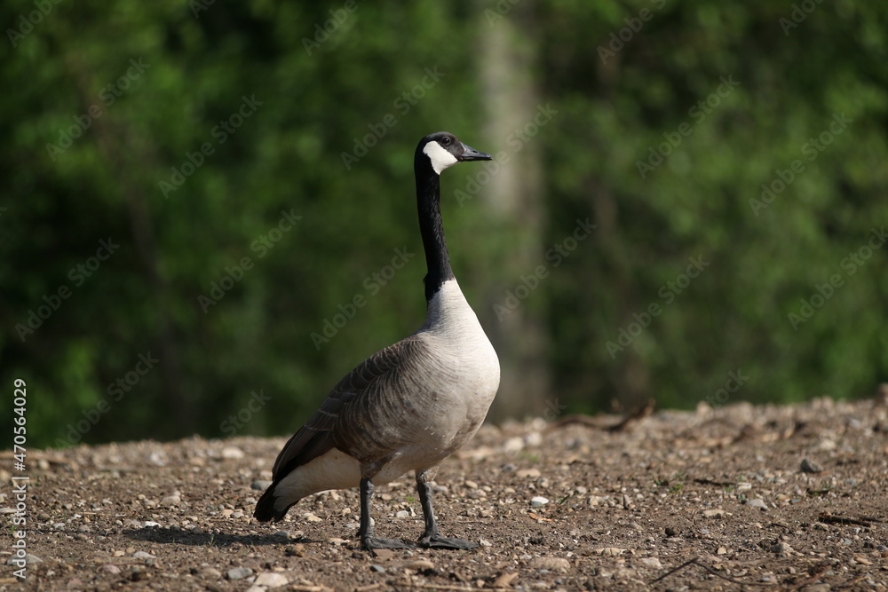 Fototapeta premium Canadian goose at the park