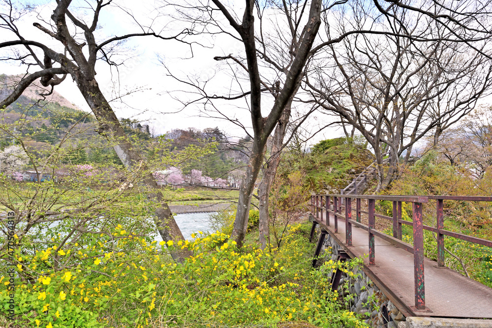 Fototapeta premium 【群馬県利根郡】春の水上 桜咲く諏訪峡遊歩道