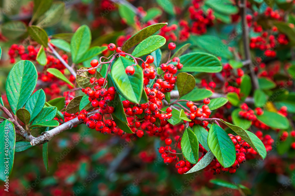Silver Buffaloberry red berries in closeup. Red berry slightly dried on the bush in the garden. Psychedelic. Silver buffaloberry, Shepherdia argentea. Cowberry berries surrounded by bushes Silver Buffaloberry red berries in closeup. Red berry slightly dried on the bush in the garden. Psychedelic. Silver buffaloberry, Shepherdia argentea. Cowberry berries surrounded by bushes