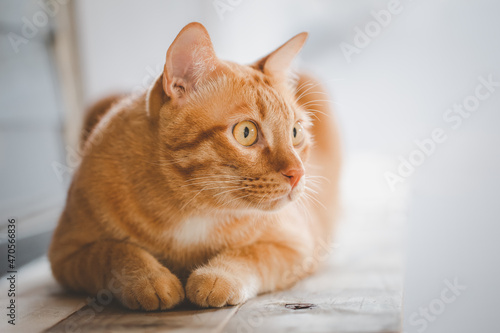 Ginger cat or orange cat looking out the window and lying on a wooden table.
