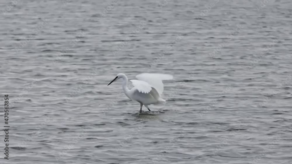 Little egret, a species of white heron forages in shallow water, a white bird with a slender black beak and long black legs Little egret, a species of white heron forages in shallow water, a white bird with a slender black beak and long black legs