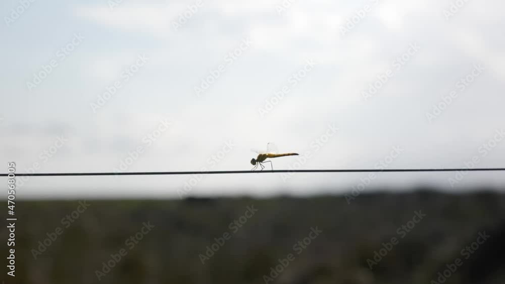 Dragonfly Fighting The Wind While Sitting On Metallic Wire Dragonfly Fighting The Wind While Sitting On Metallic Wire