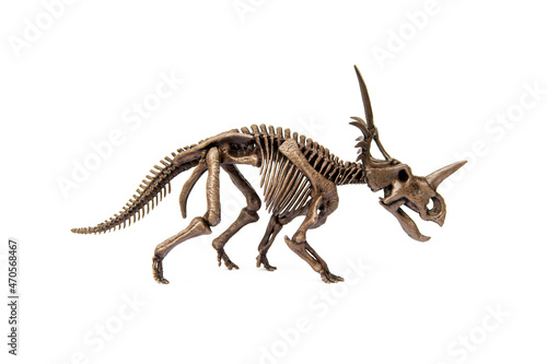 Fossil skeleton of Styracosaurus dinosaur is a genus of herbivorous ceratopsian from Cretaceous Period isolated on white background. photo