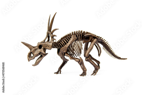 Fossil skeleton of Styracosaurus dinosaur is a genus of herbivorous ceratopsian from Cretaceous Period isolated on white background. © Panupong