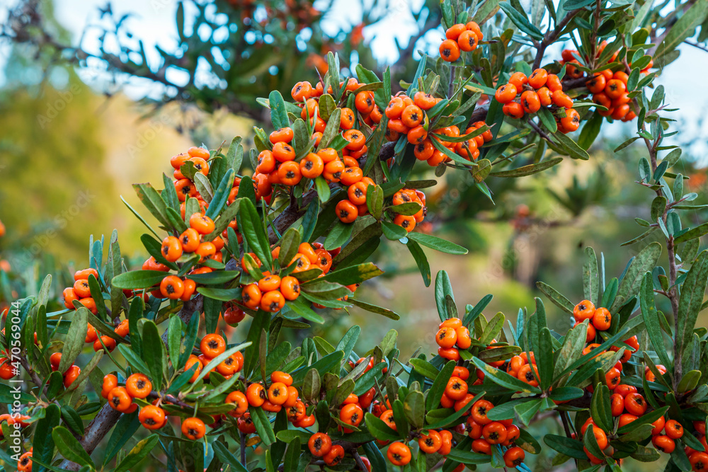 Silver Buffaloberry red berries in closeup. Red berry slightly dried on the bush in the garden. Psychedelic. Silver buffaloberry, Shepherdia argentea. Cowberry berries surrounded by bushes