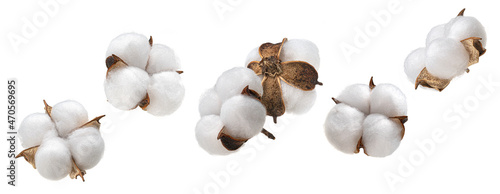 Cotton plant flower isolated on white background, collection photo