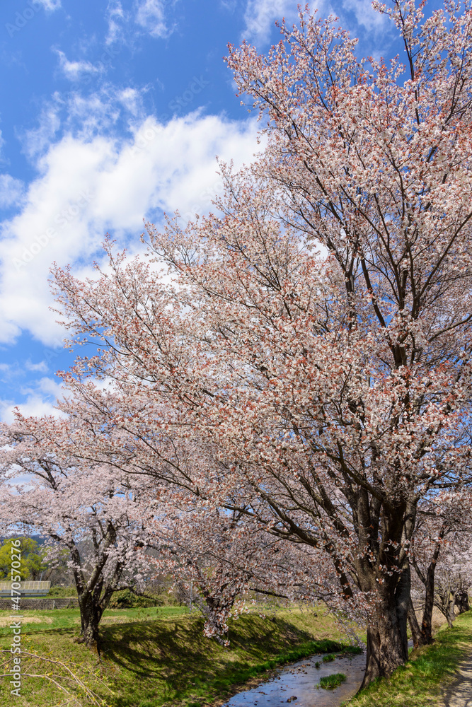 桜　宮城の小さな温泉　川渡温泉にて
