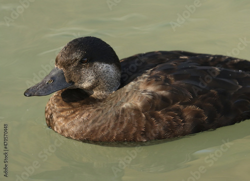 A female Common Scoter, Melanitta nigra, swimming on a pond at Arundel wetland wildlife reserve. 