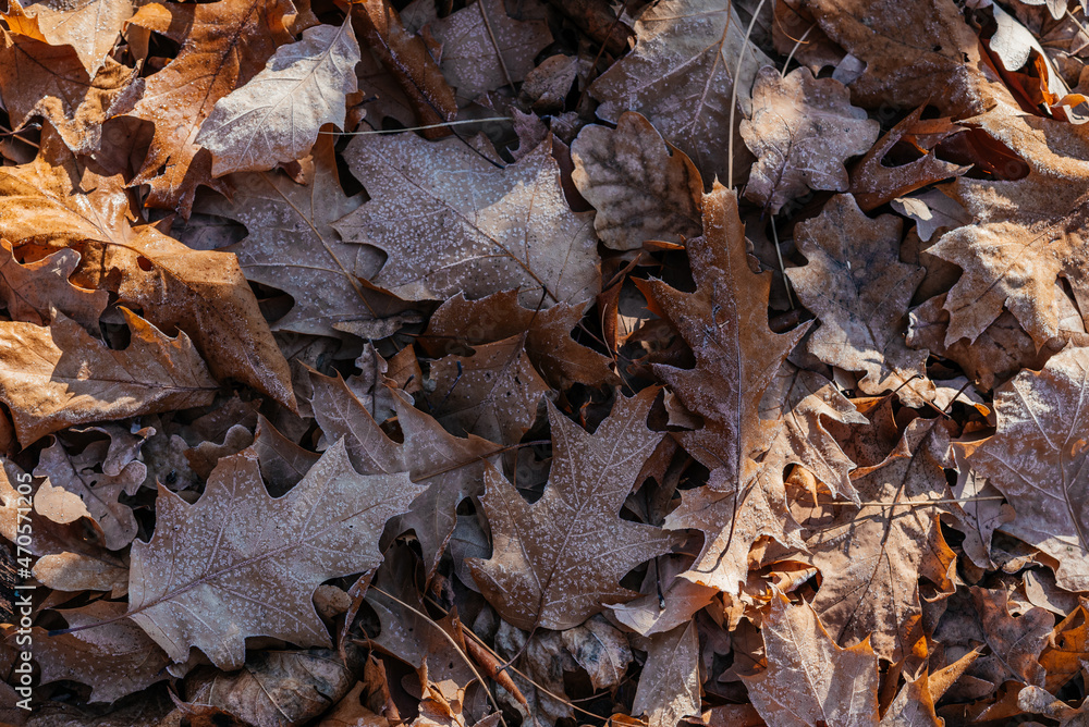 Close-up of dried brown oak leaves on the ground covered covered with first morning frost