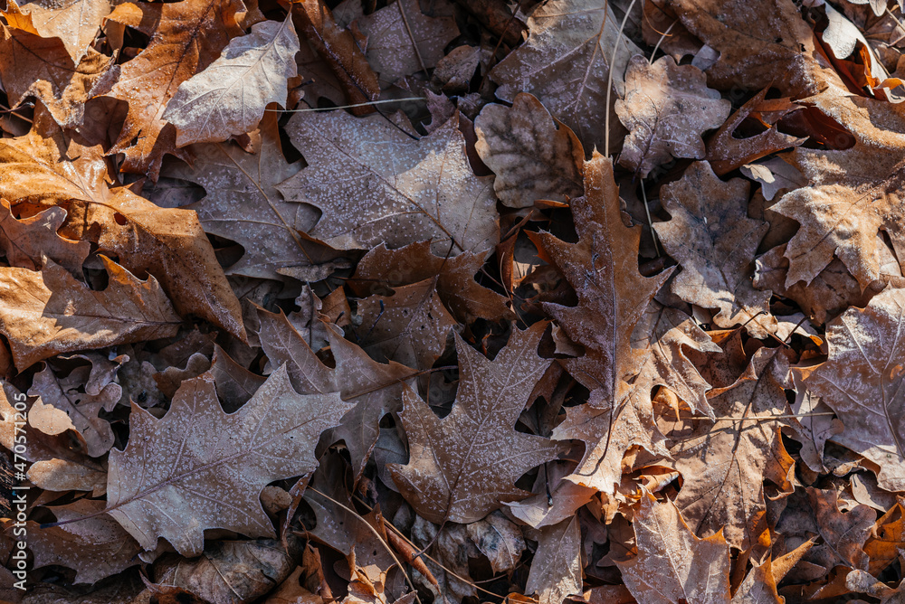 Close-up of dried brown oak leaves on the ground covered covered with first morning frost Close-up of dried brown oak leaves on the ground covered covered with first morning frost