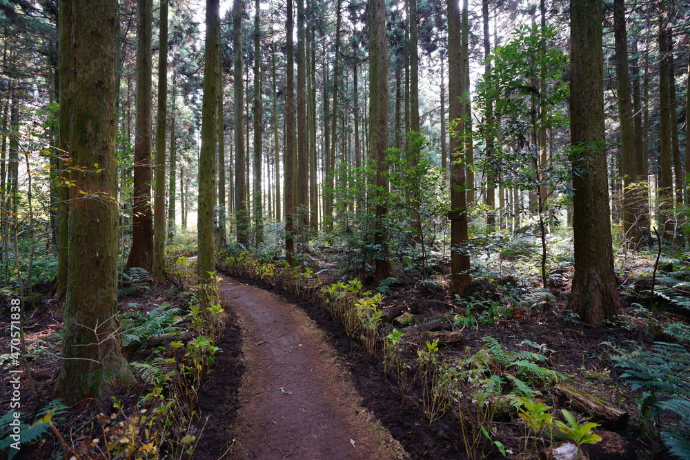 Fototapeta premium a dense cedar forest with a path