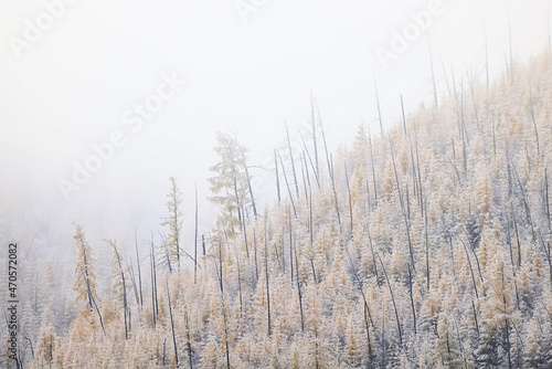 autumn fog landscape forest mountains, trees view mist