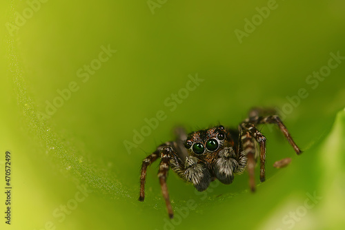 spider jumper macro, arachnophobia, beautiful jumping spider, poisonous spider