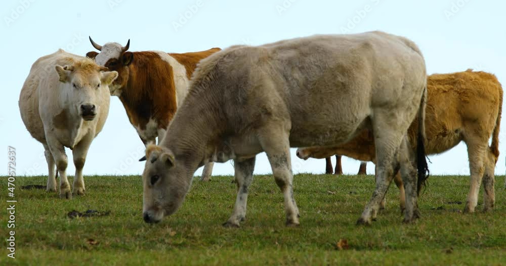A herd of cows grazing on a hill during a sunny autumn day. A herd of cows grazing on a hill during a sunny autumn day.
