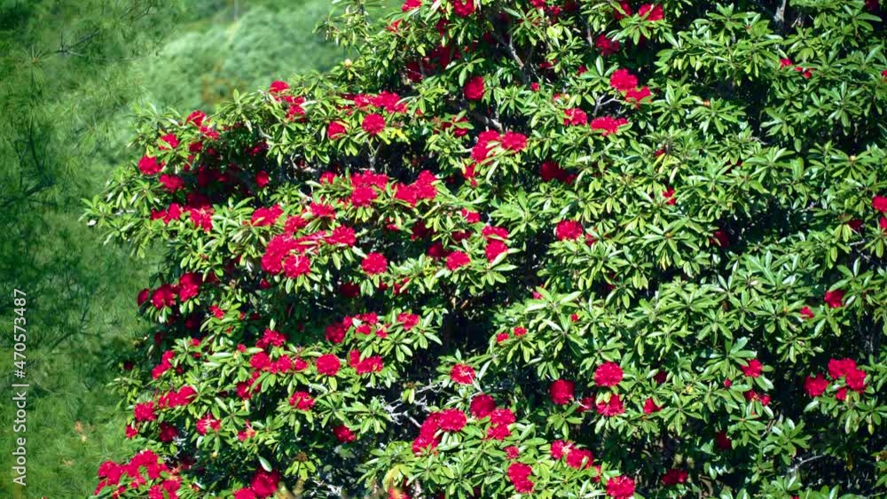 马缨花 lantana 马缨花 lantana