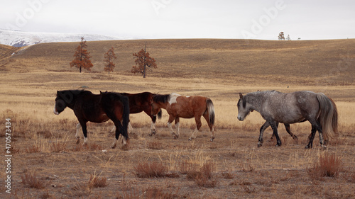 A pack of horses in nature in the mountains