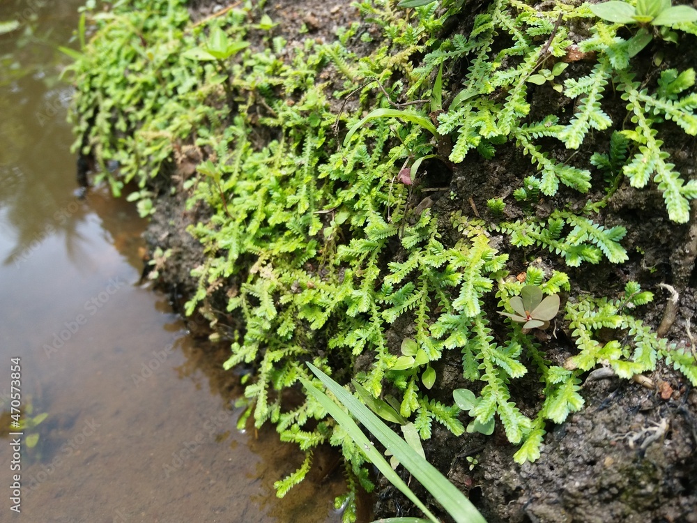 Mossy background near water and wallpaper Mossy background near water and wallpaper