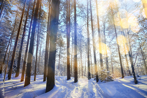 christmas tree in winter forest christmas landscape