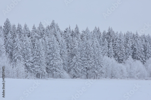 coniferous forest covered with hoarfrost background, winter landscape snow trees © kichigin19