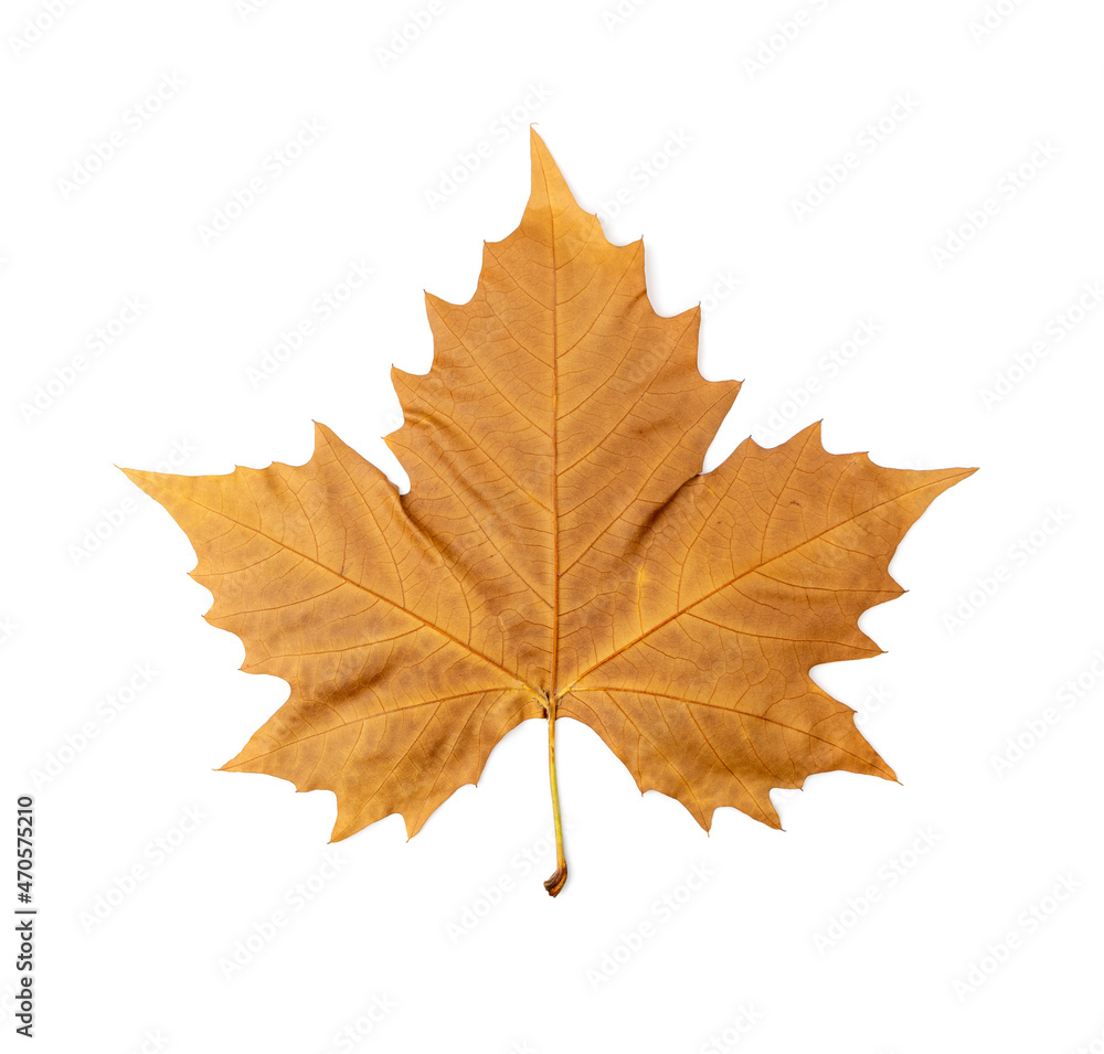 Sycamore Autumn Leaf Isolated Sycamore Autumn Leaf Isolated