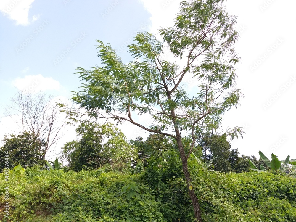 Fototapeta premium Hummingbird tree in my garden