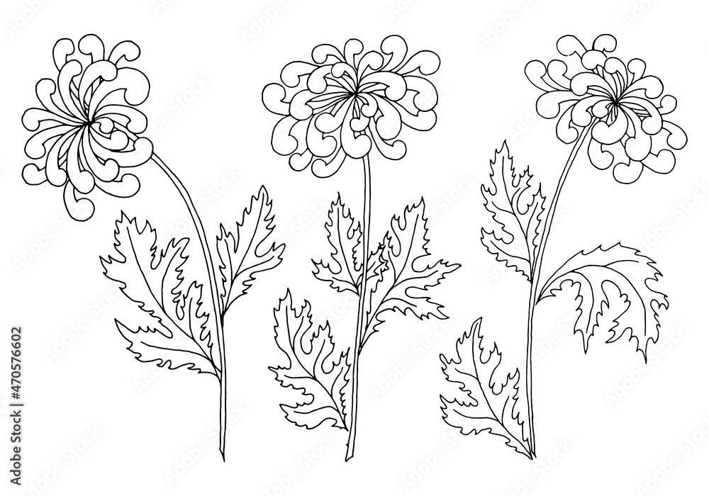 Chrysantemum flower isolated on white background. Double nine holiday traditional symbol.  Hand drawn botanical print in outline style for card, embroidery, coloring pages or other. Vector set.