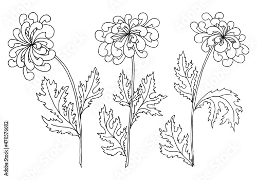Chrysantemum flower isolated on white background. Double nine holiday traditional symbol. Hand drawn botanical print in outline style for card, embroidery, coloring pages or other. Vector set.