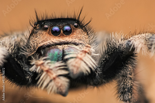 close up of a spider © wisnubsaputro