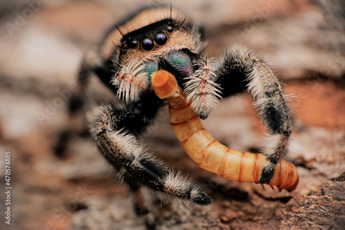 Phidippus Regius Female commonly jumper spider from North America photo