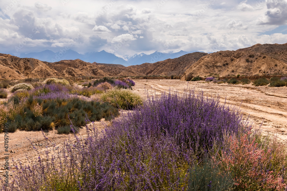 Deserted area with blooming flowers in the canyon