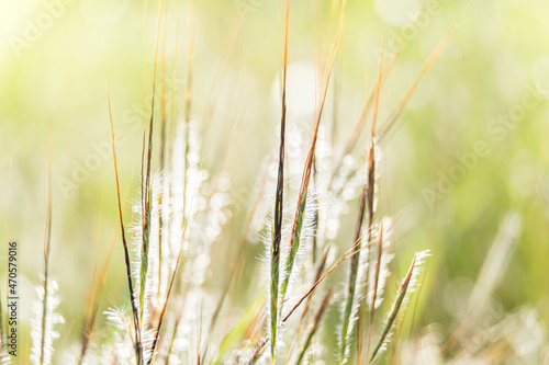 grass in the morning