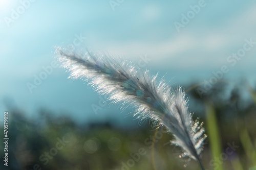 grass in the wind