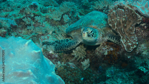 front view of endangered and shy green sea turtle peeking out from coral reef garden bed in watamu marine park  kenya