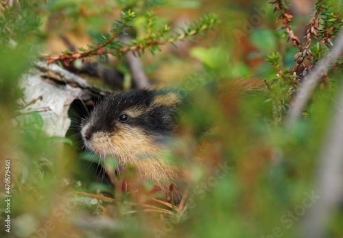 Norwegian lemming in the forest