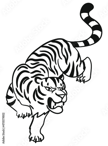 Graphic tiger. Black and white of predatory wild cat. Vector illustration isolated on white background.