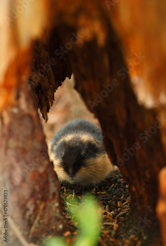 Norway lemming in a wooden cave