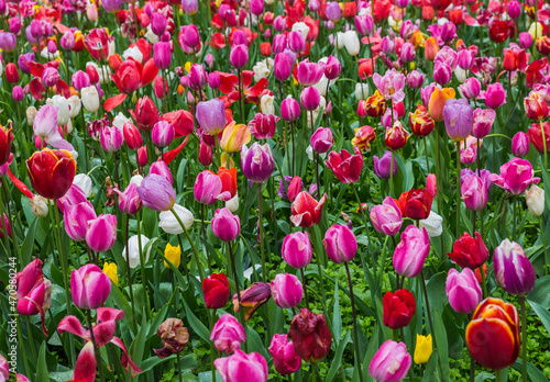 Multicolored flowers - nature background