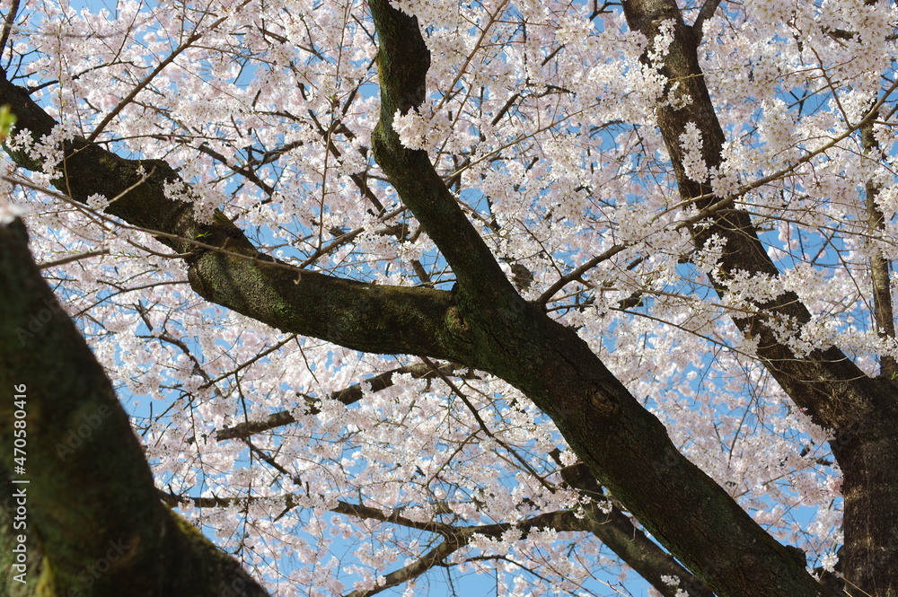 Fototapeta premium 春の暖かい陽ざしに照らされた桜の花